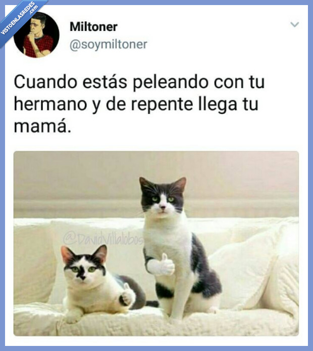 madre,pelear,hermanos,familia,gatos,pulgar,llegar,de repente,fingir