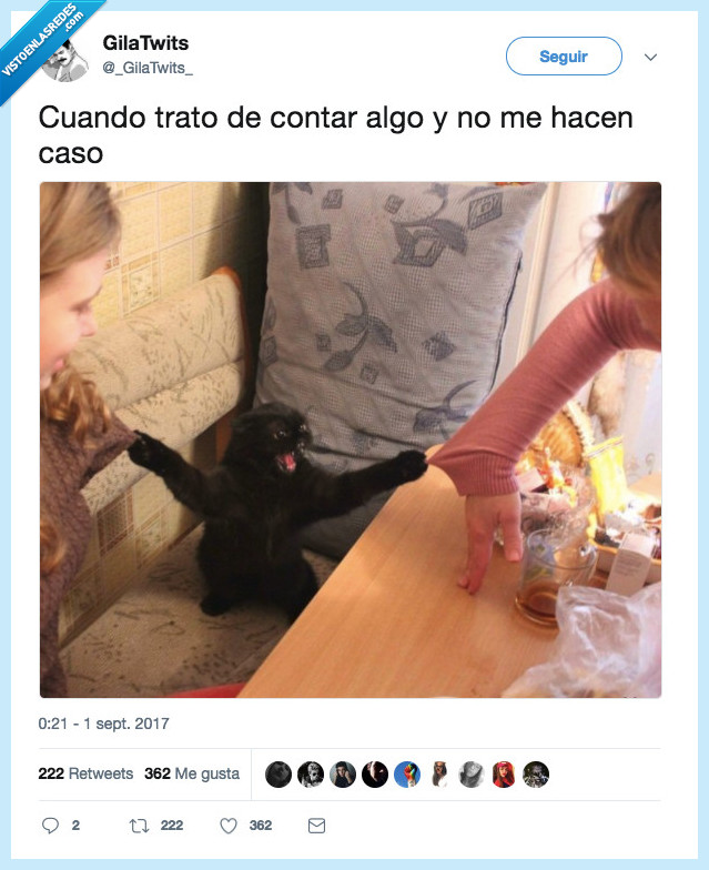 gato,caso,llamar atencion