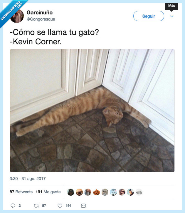 gato,esquina,chistaco malo