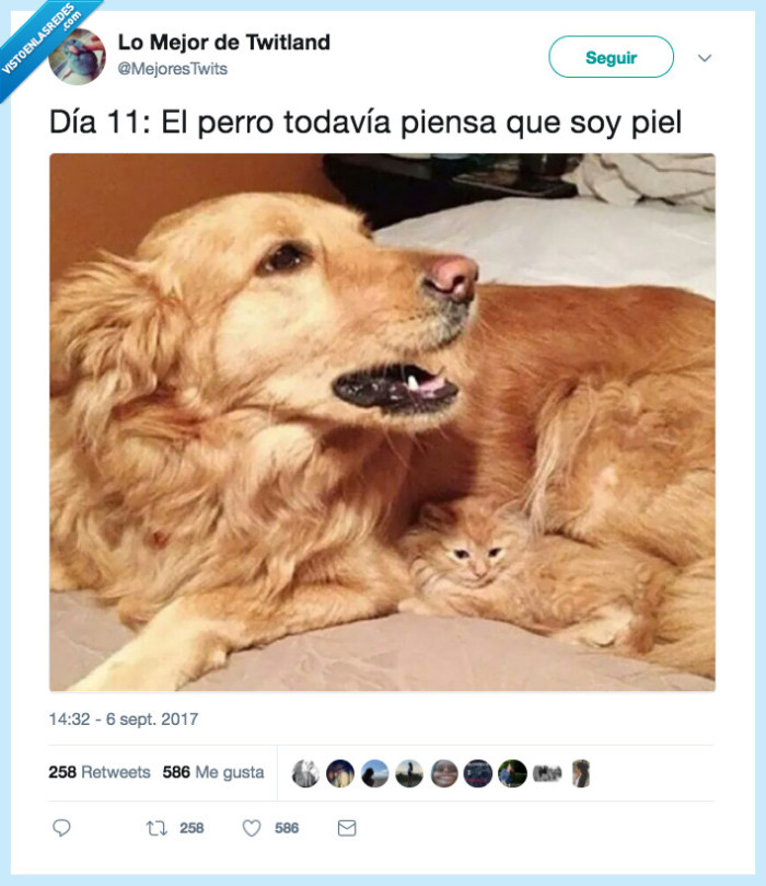 perro,camuflaje,perfecto