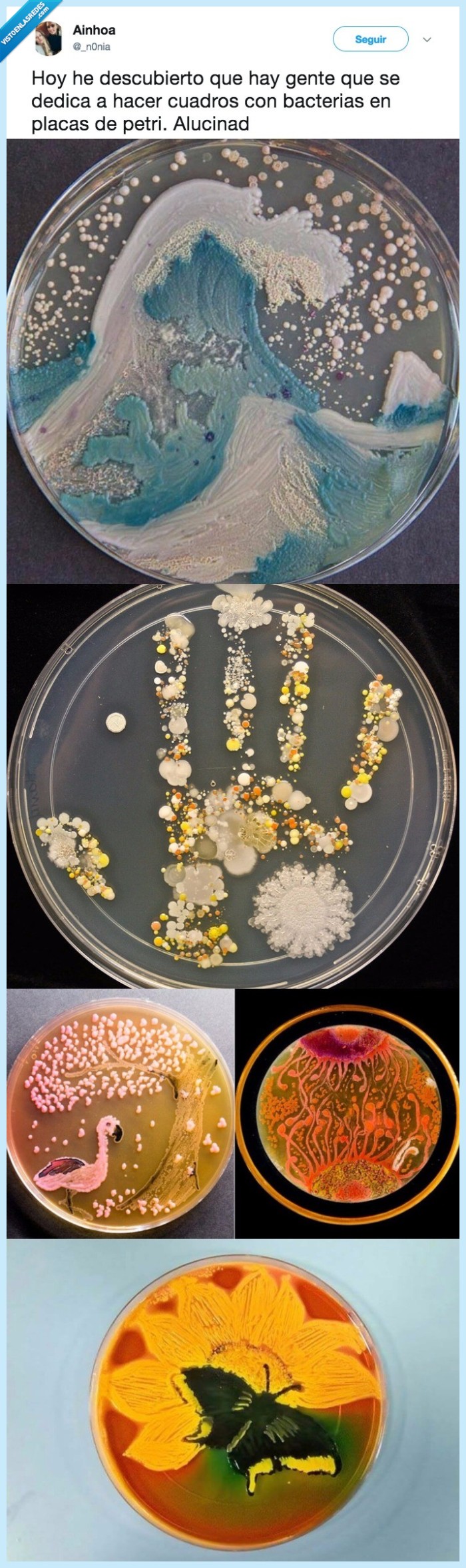 bacterias,curiosidad del día
