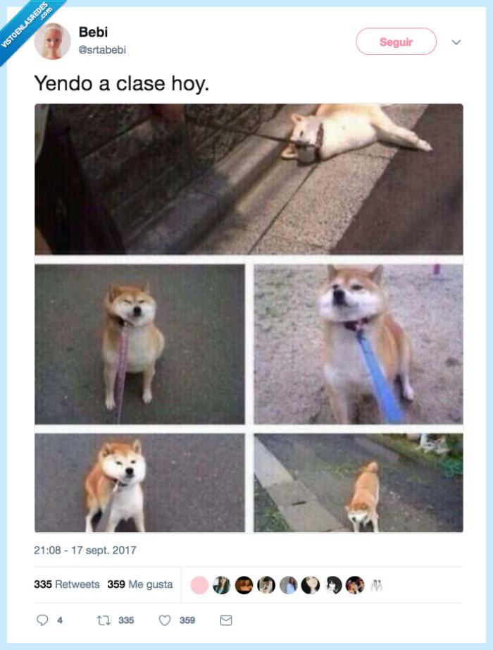 perro,clases,ir,hoy