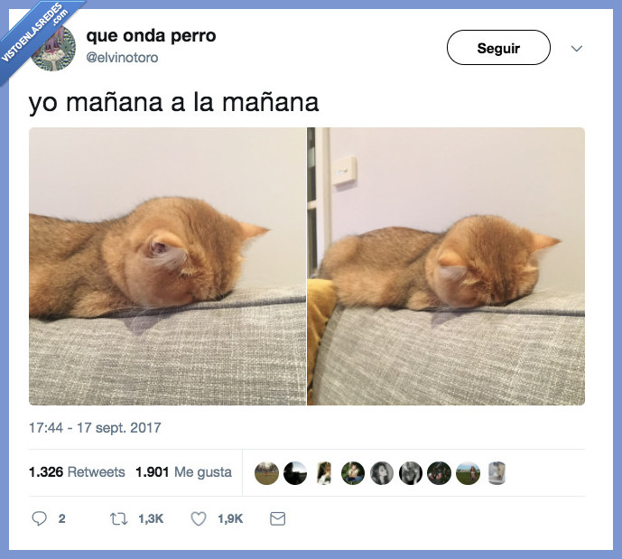 gato,mañana,sueño