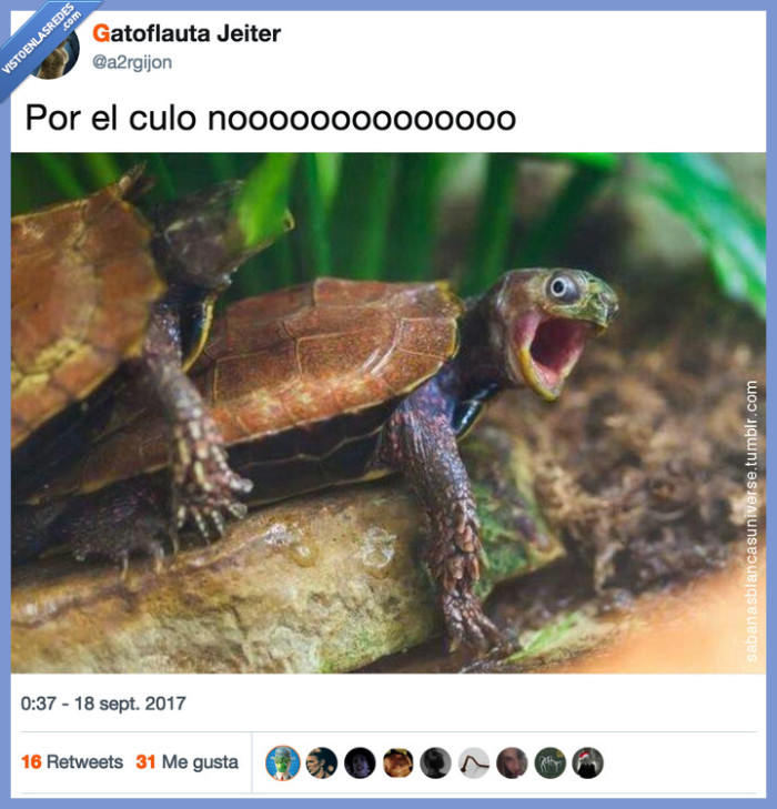 dolor,tortuga,sentir