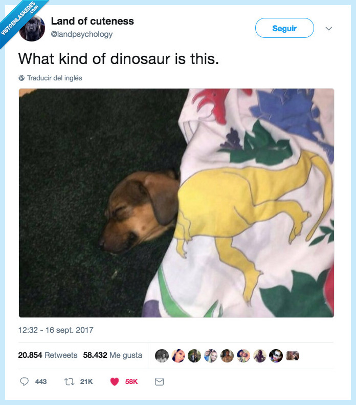 perro,dinosaurio,evolución,misterio