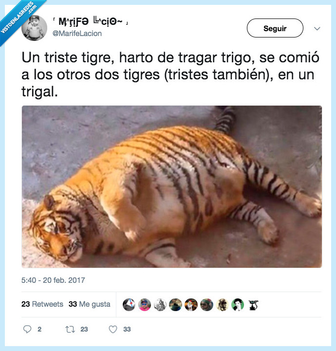 tigre,indigestión,gordo