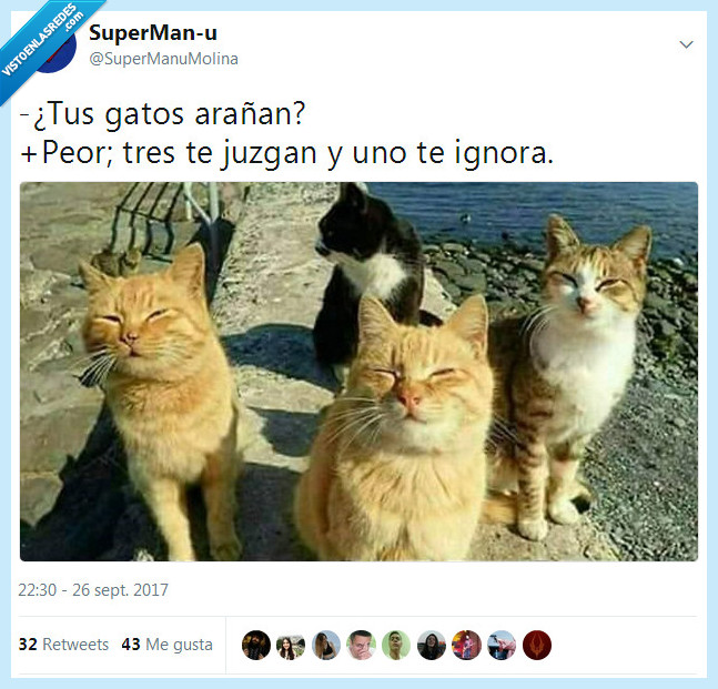 gatos,ignorar,juzgar,arañar