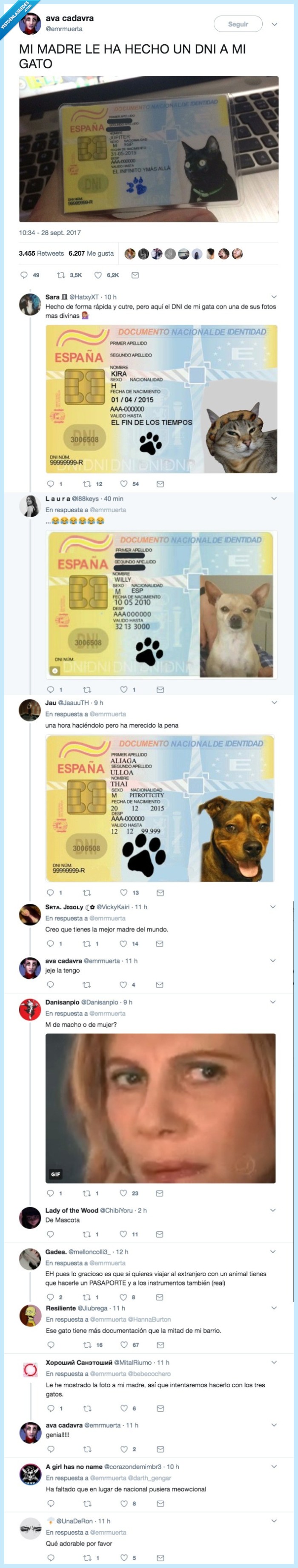 gato,sublime,dni