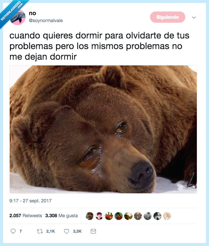 drama,oso,dormir,olvidar,problemas