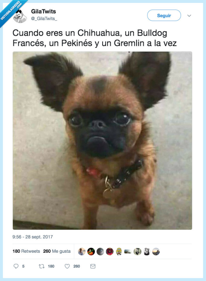 perro,gremlin,chiuahua,bulldog,¿esto que es?