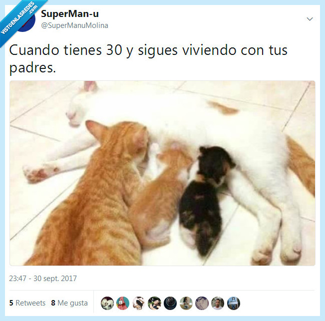 padres,vivir,independizarse,años,gatos