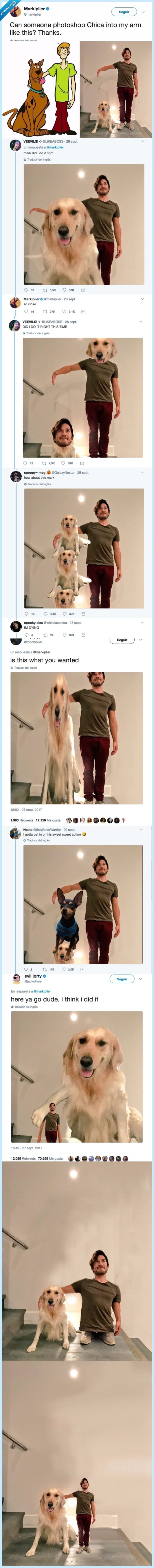 trolleo,venir,perro,foto,internet