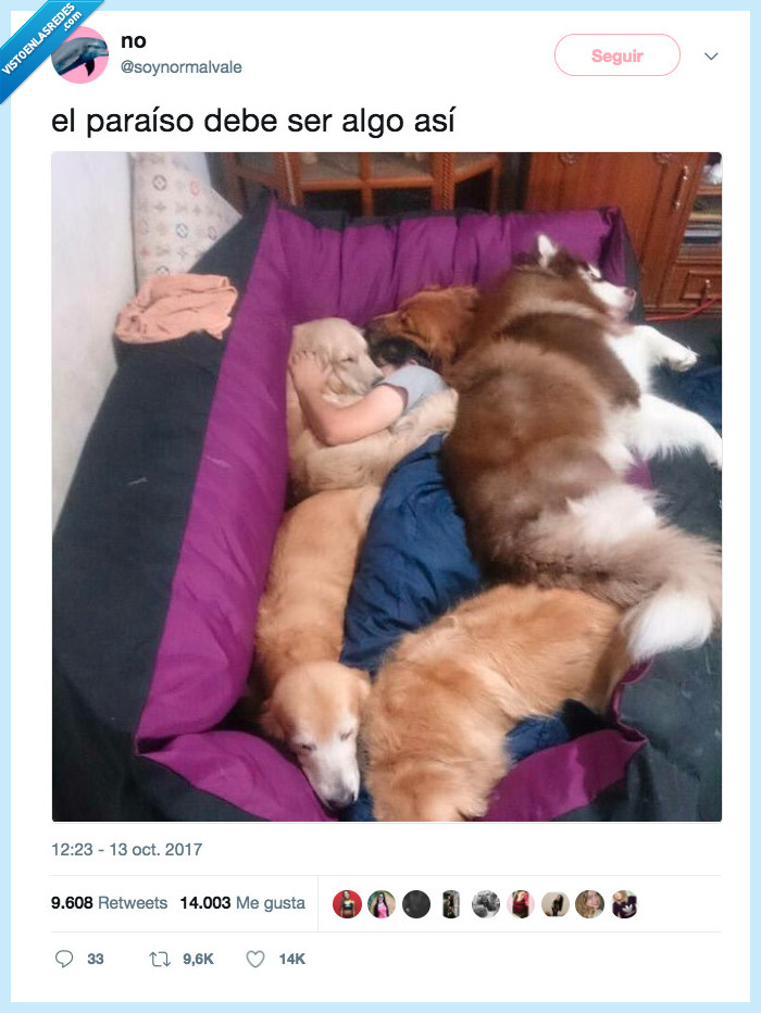 lucir,paraíso,perros,abrazo