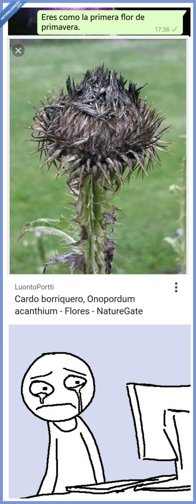 cardo,foto,primavera