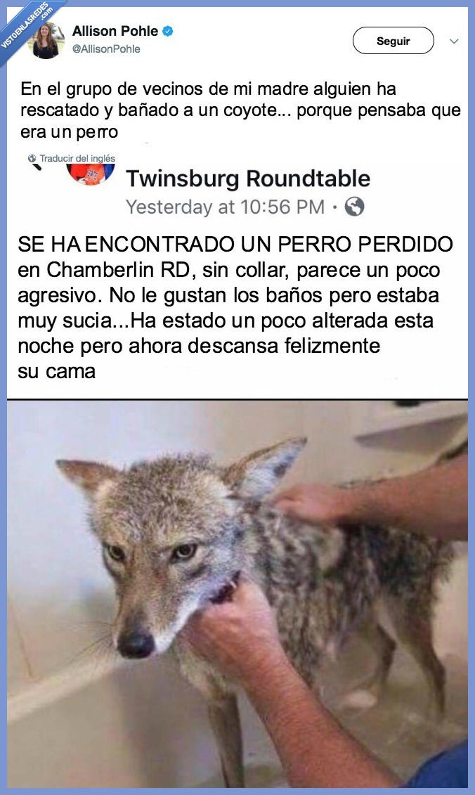 confundir,coyote,peligro