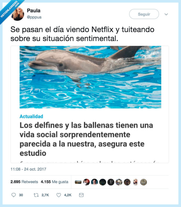 delfín,vida social,interesante