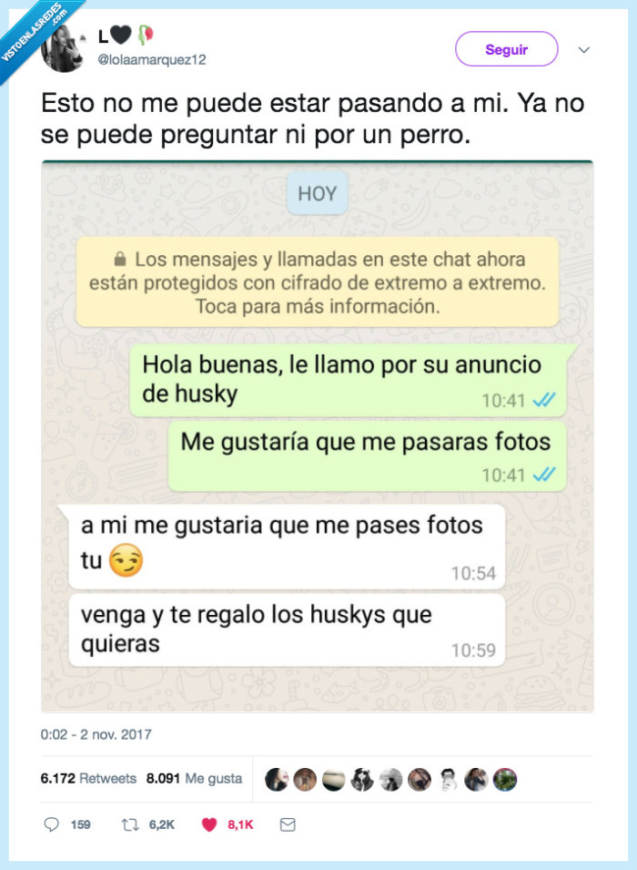 husky,comprar,acoso,asco