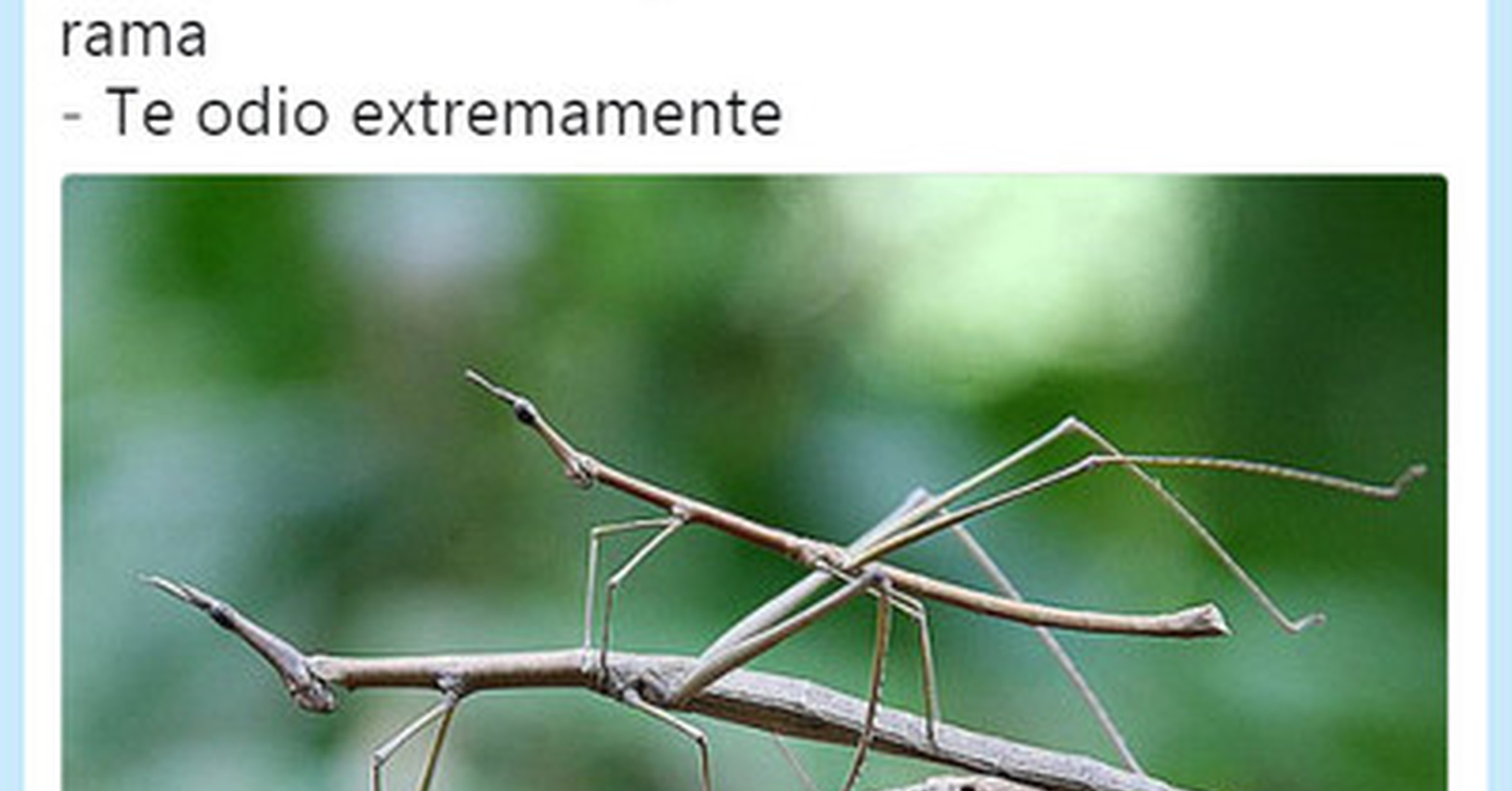 Vef Visto En Las Redes Insectos Palo Por Losmeconios
