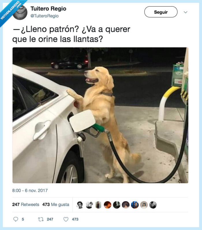 perro gasolinera,trabajar