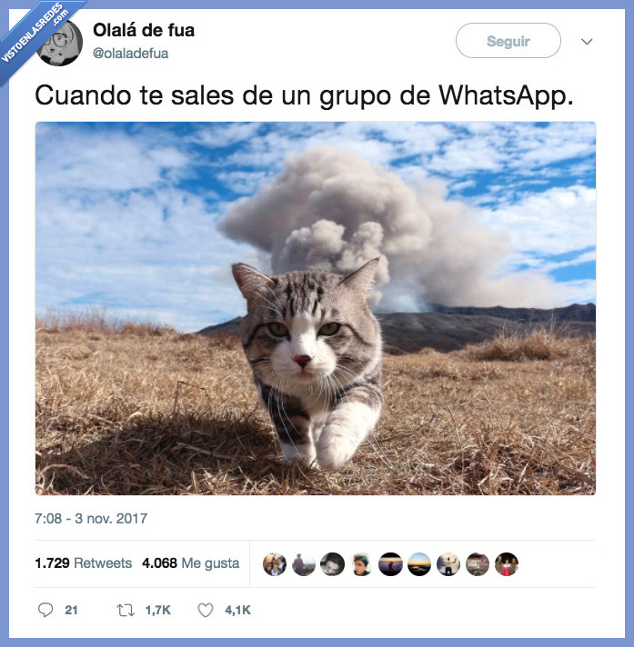 gato,mirar,hacía atrás