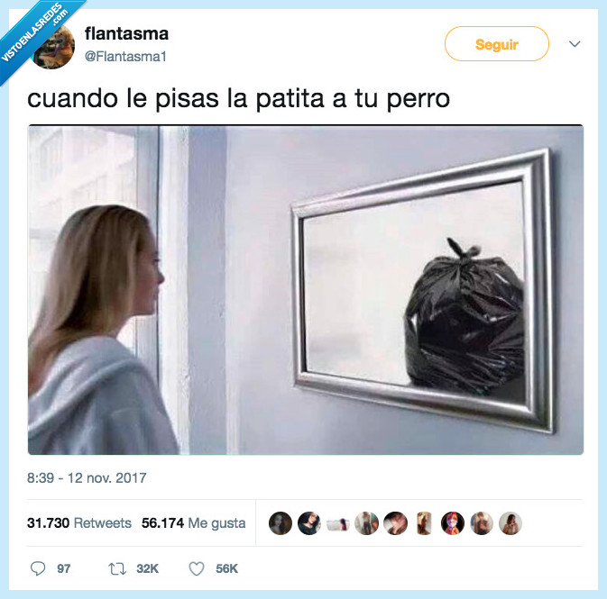 pisar,pata,perro