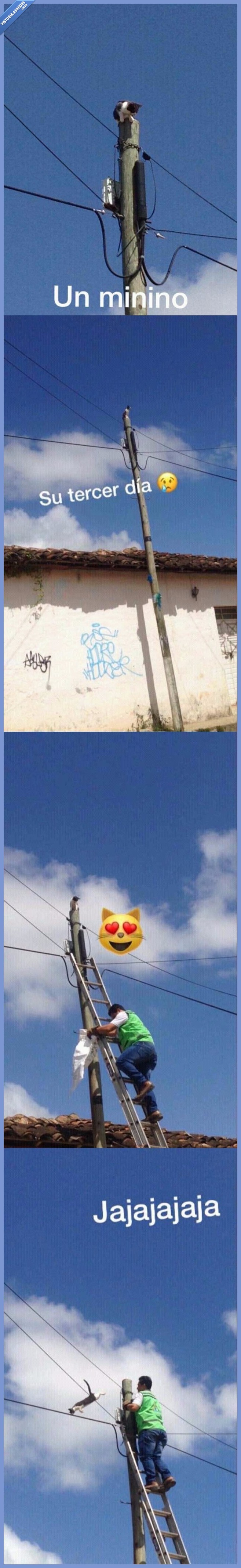 gato,historia,a volar