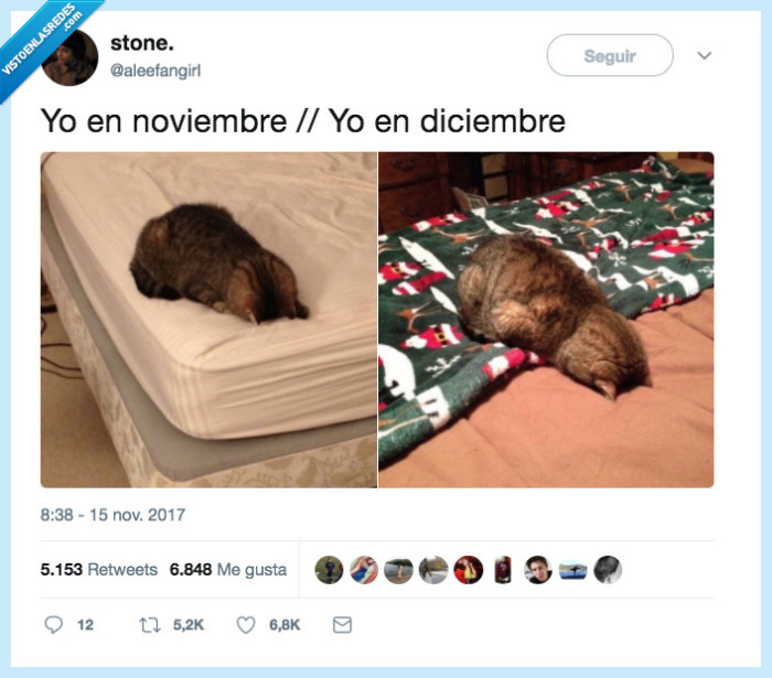 navidad,ggato,depresión