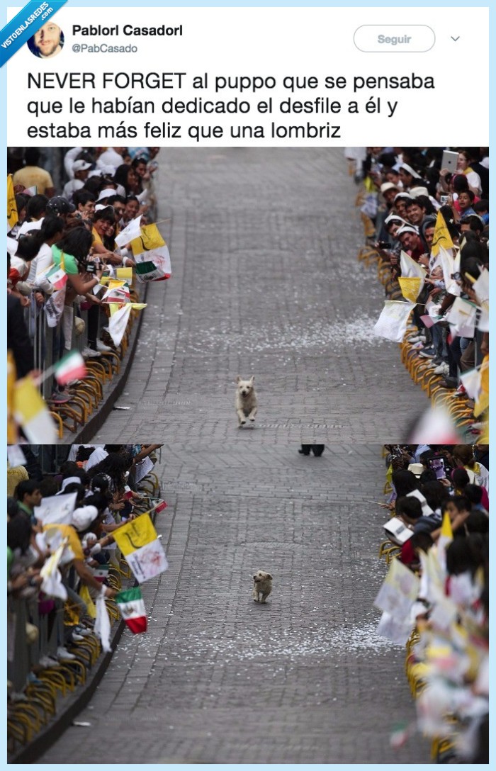 perro,desfile,felicidad