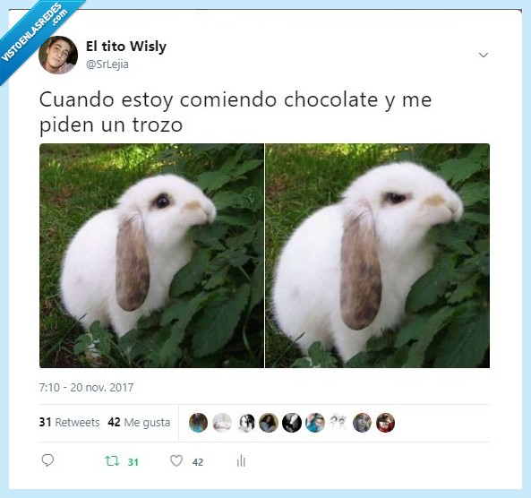 conejo,enfadado,wisly,srlejia,twitter,chocolate,trozo