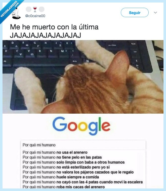 gato,inquietudes,buscar