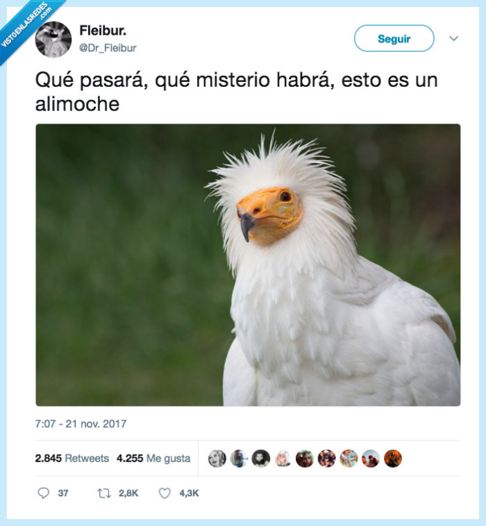 478014 - Mi gran alimoche, por @Dr_Fleibur