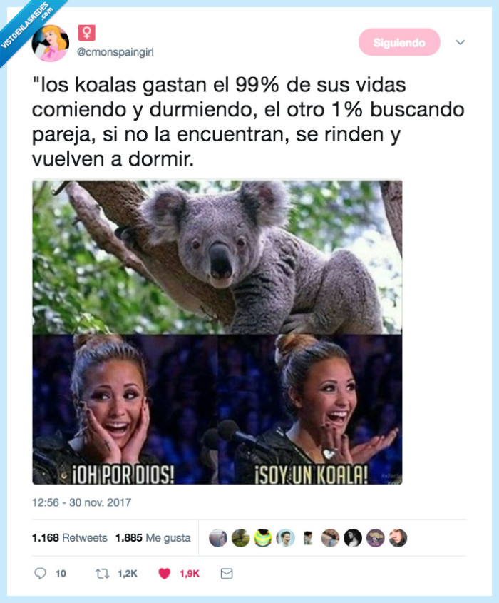 koala,vida,fui