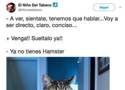 Enlace a Cuando el gato tiene que decirte algo serio, por @ElNinodeltabaco