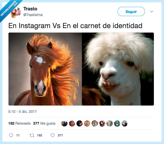 llama,caballo,filtros,instagram