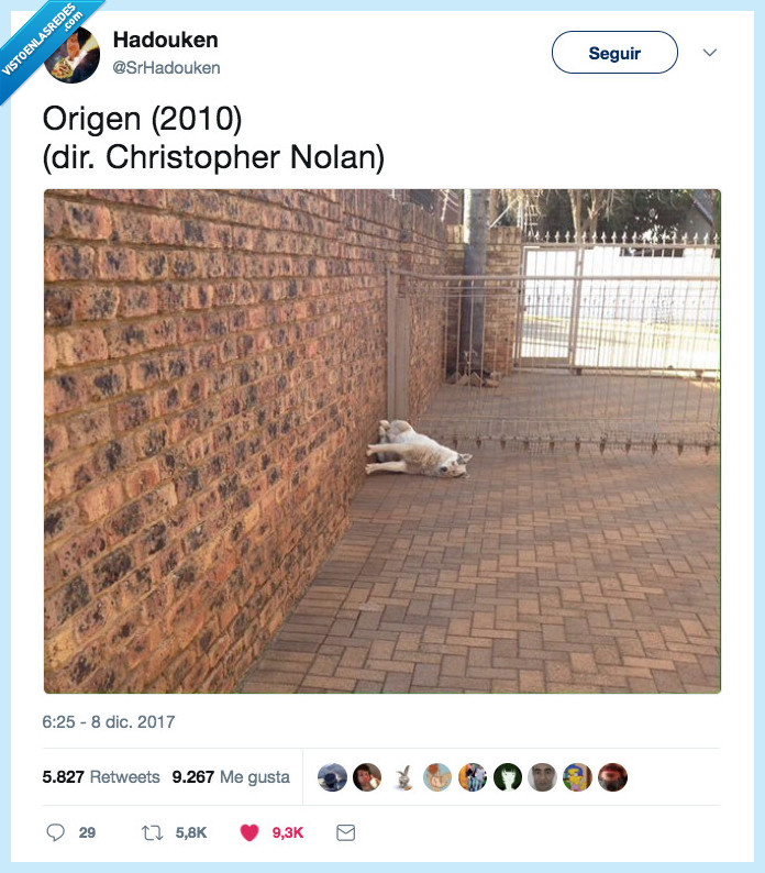 perro,origen