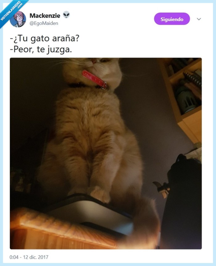 gato