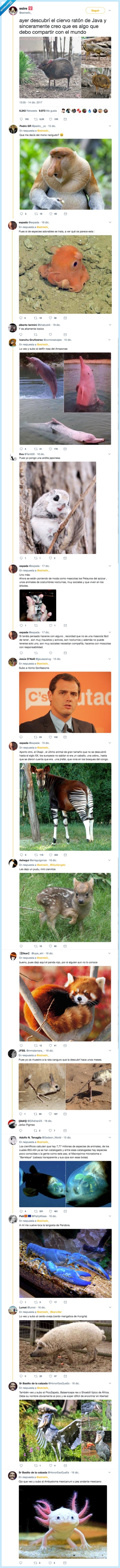 animales,raros