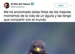 Enlace a El águila mas motherfuker que vas a ver en tu vida, por @elninodeltabaco
