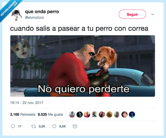 perro,pasear,perro correa