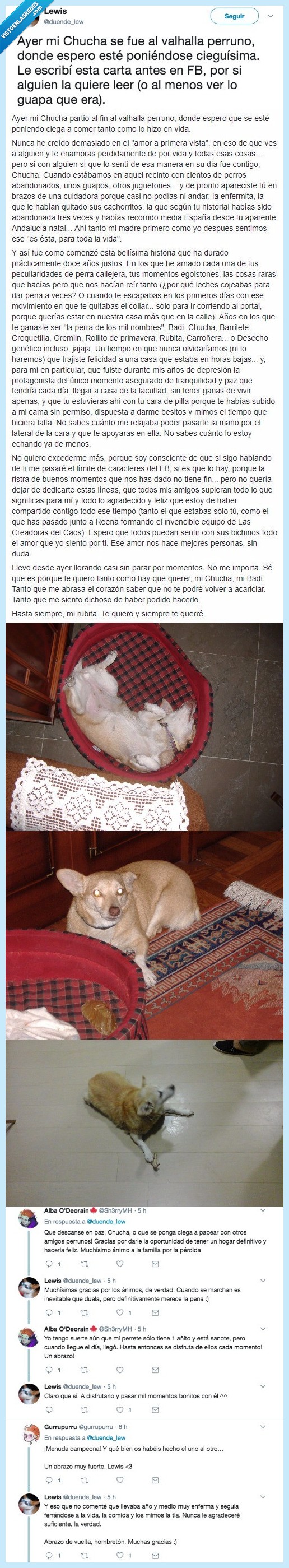 perra,dolor,corazój