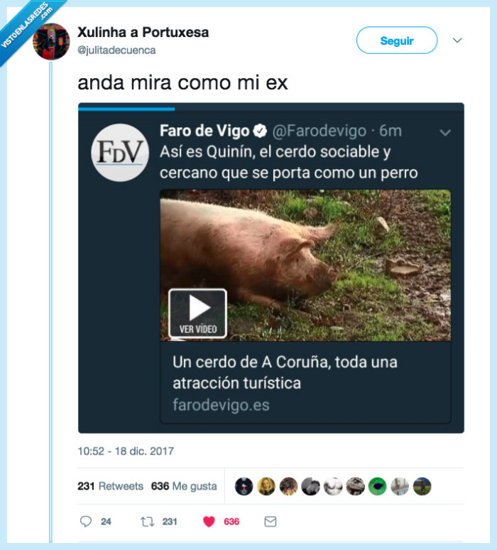 cerdo,sociable,perro