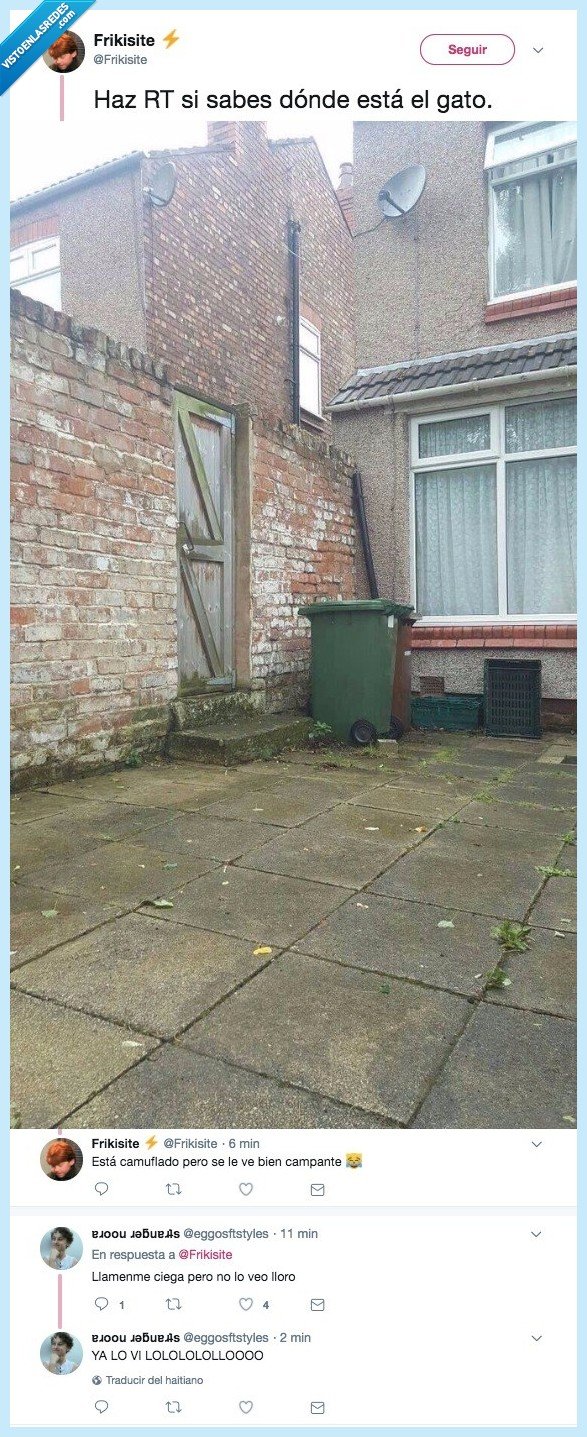 gato,buscar,contenedor