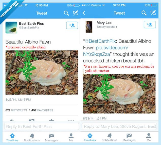 Cervatillo,Pollo,Albino,Ilusión