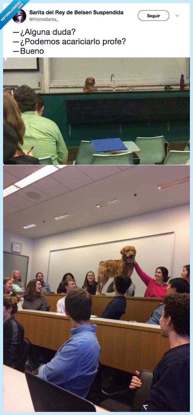 perro,clase,acariciar