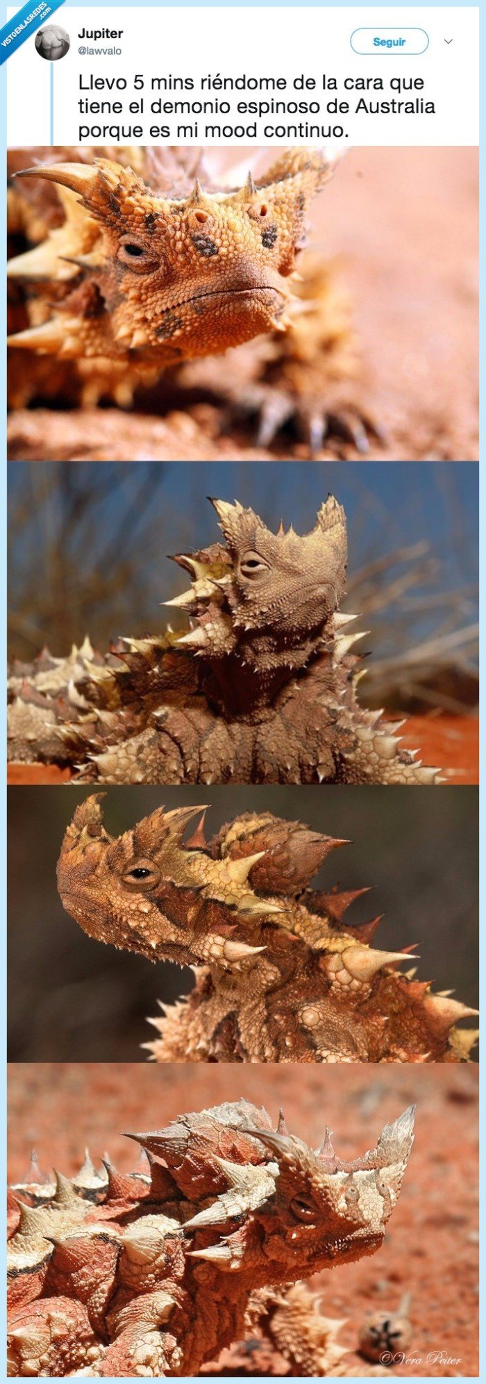 lagarto,cara,mood