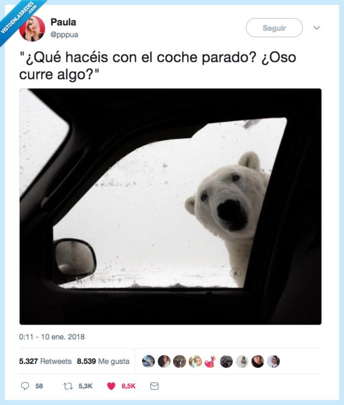 meme,oso