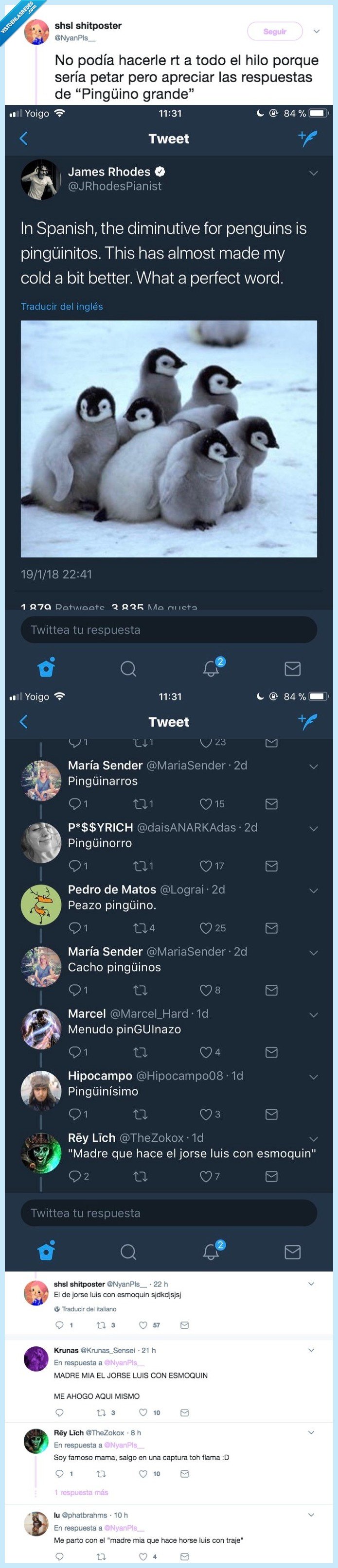 ping&uuml;ino,ping&uuml;ino grande