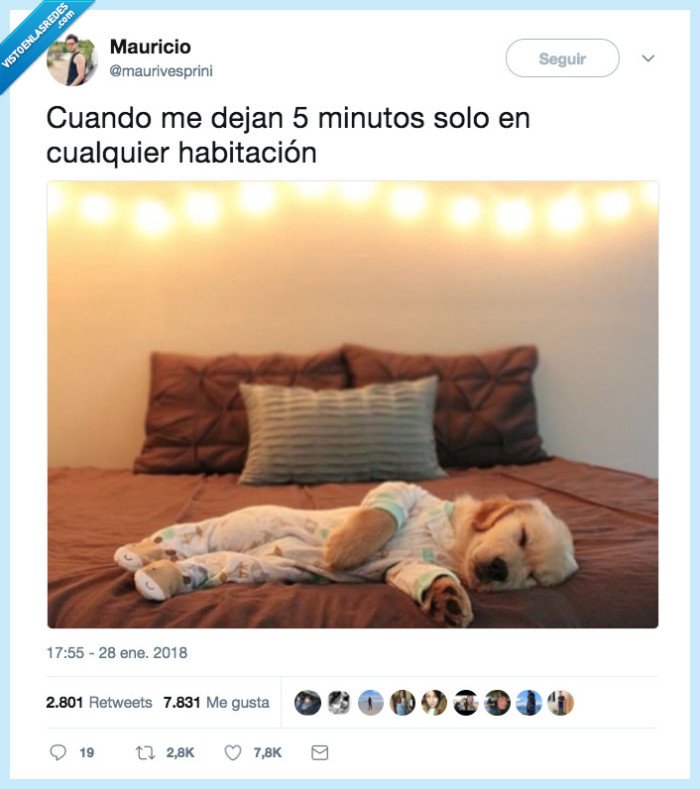perro,dormir