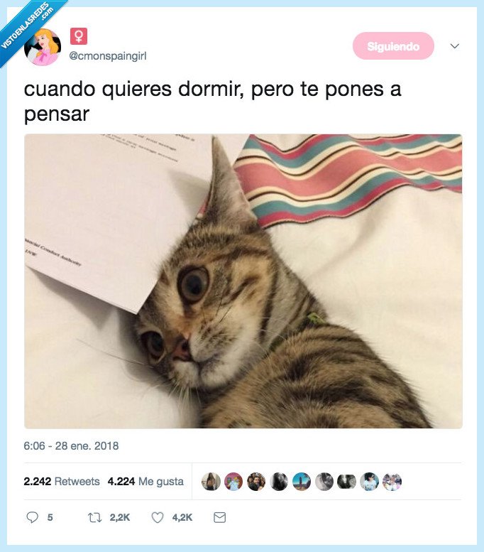 dormir,pensaar,gato