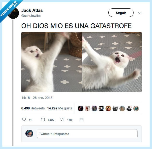 cat,gato,catastrofe